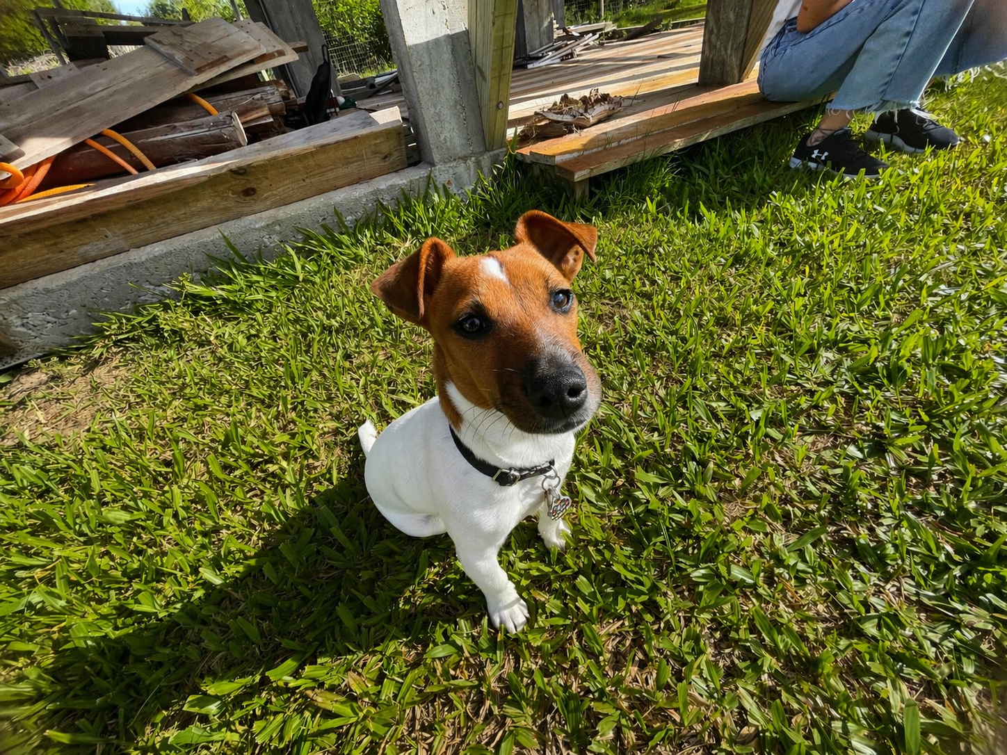 foto de perro jack russel en el pasto